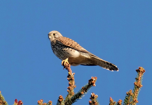 Falke Kontakt T-hoch-Zwei Kontakt T-hoch-Zwei, Falke im Baum