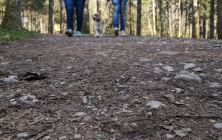 Waldweg, Bewegung, Coaching