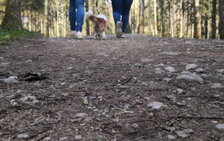 Waldweg, Coaching, Bewegung, Hund